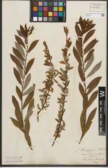 Foto von Salix purpurea L. x Salix silesiaca Willd.